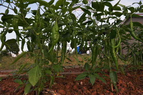 快门下的经济脉搏 工厂大门与芸苔属蔬菜的纪实摄影叙事