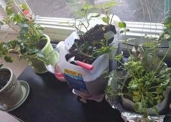 种在骨子里的“神农基因” 从芸苔属蔬菜看中国人的种菜情结