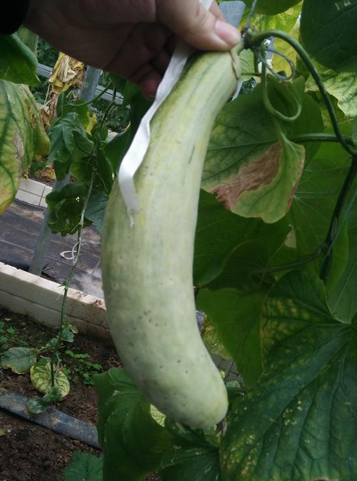 西丰县阳光蔬菜工厂2020年高品质芸苔属蔬菜供应信息