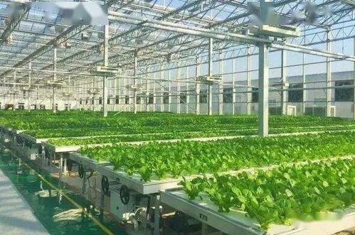 植物工厂迎来全球大爆发，芸苔属蔬菜引领中国战略新机遇