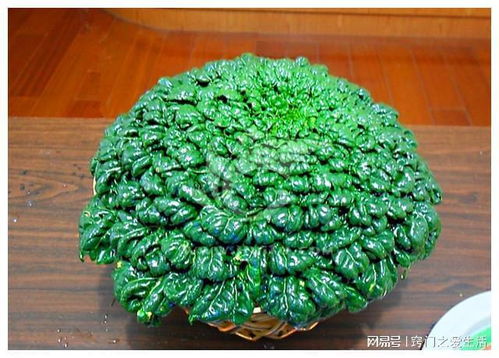 秋日阳台新宠 种盆乌塌菜，赏叶、易养、美味三丰收